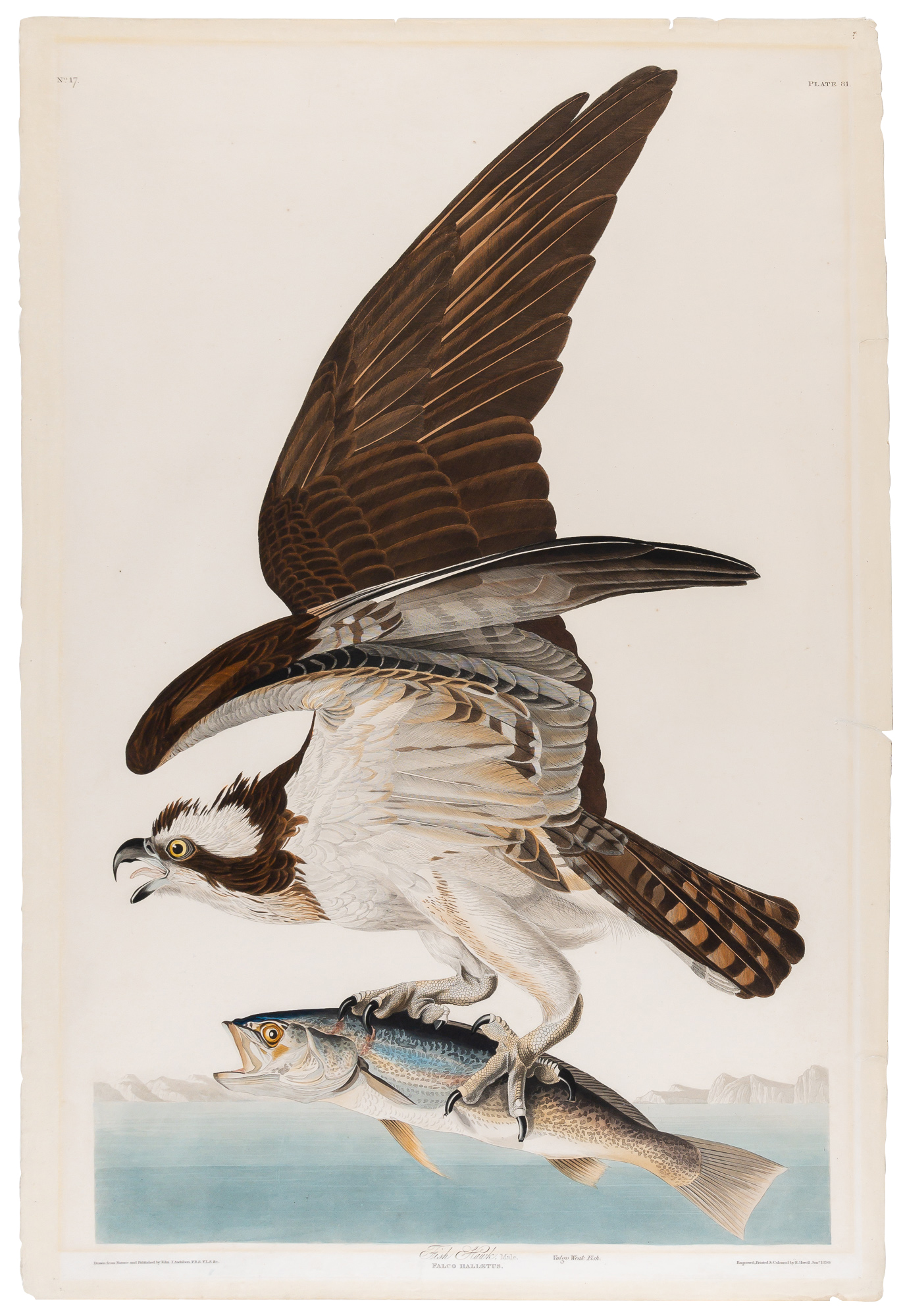 Lot image - After John James Audubon (1785-1851)