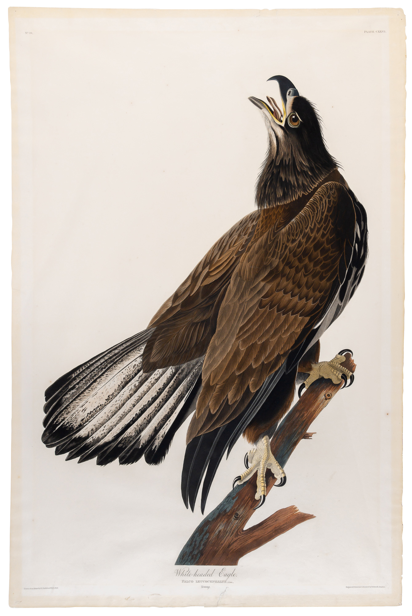 Lot image - After John James Audubon (1785-1851)