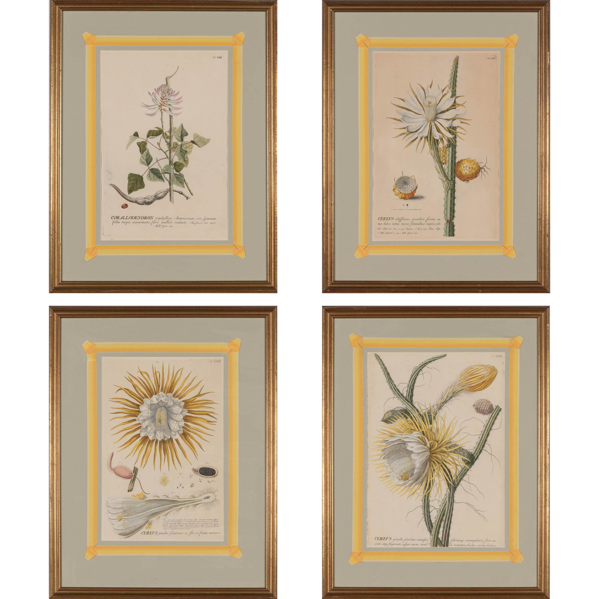 Lot image - After Georg Dionysius Ehret (1710-1770)