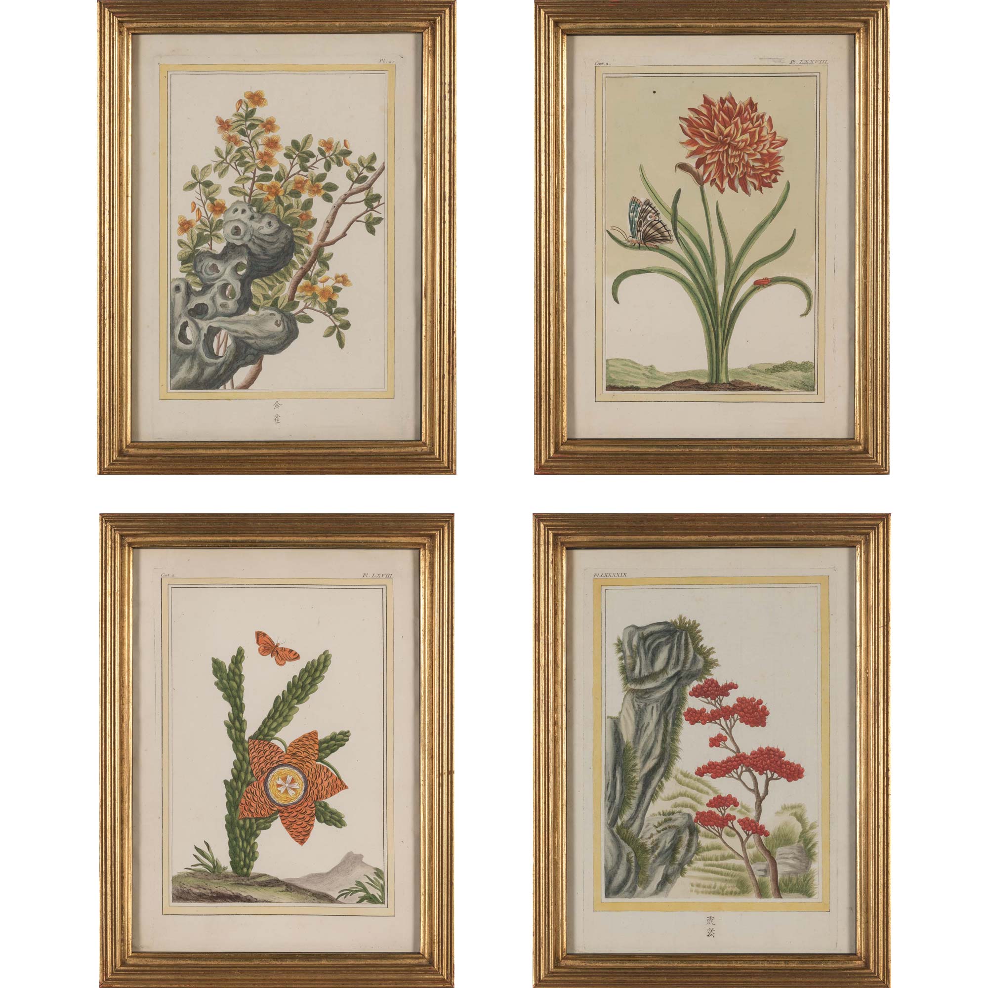 Lot image - Pierre Joseph Buchoz (1731-1807)