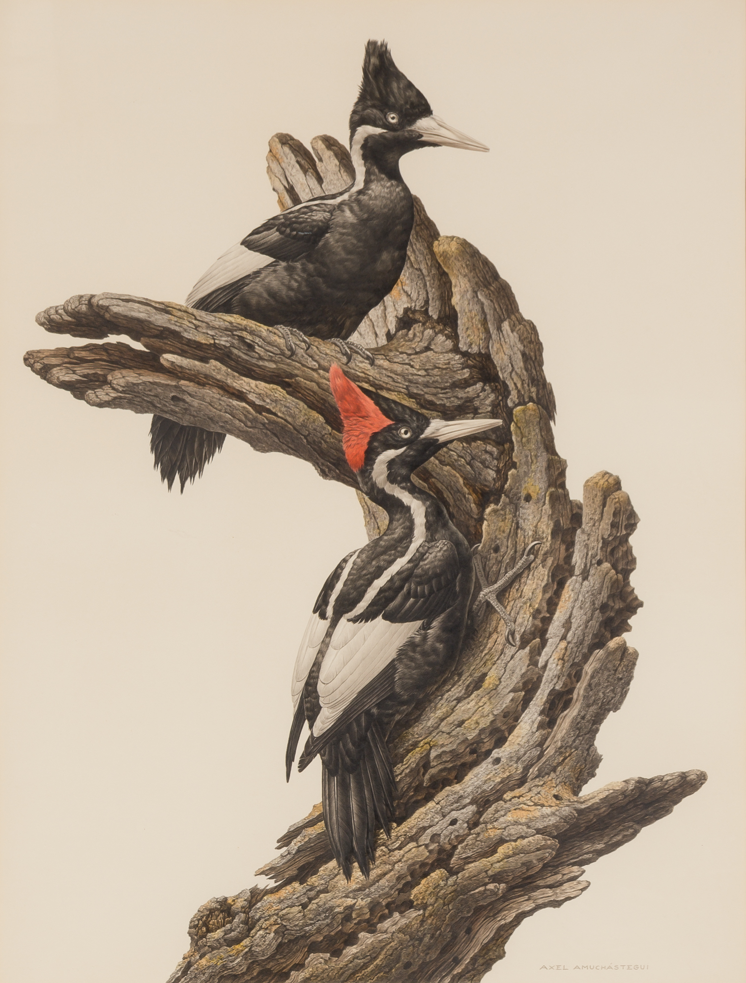 Lot image - Axel Amuchastegui