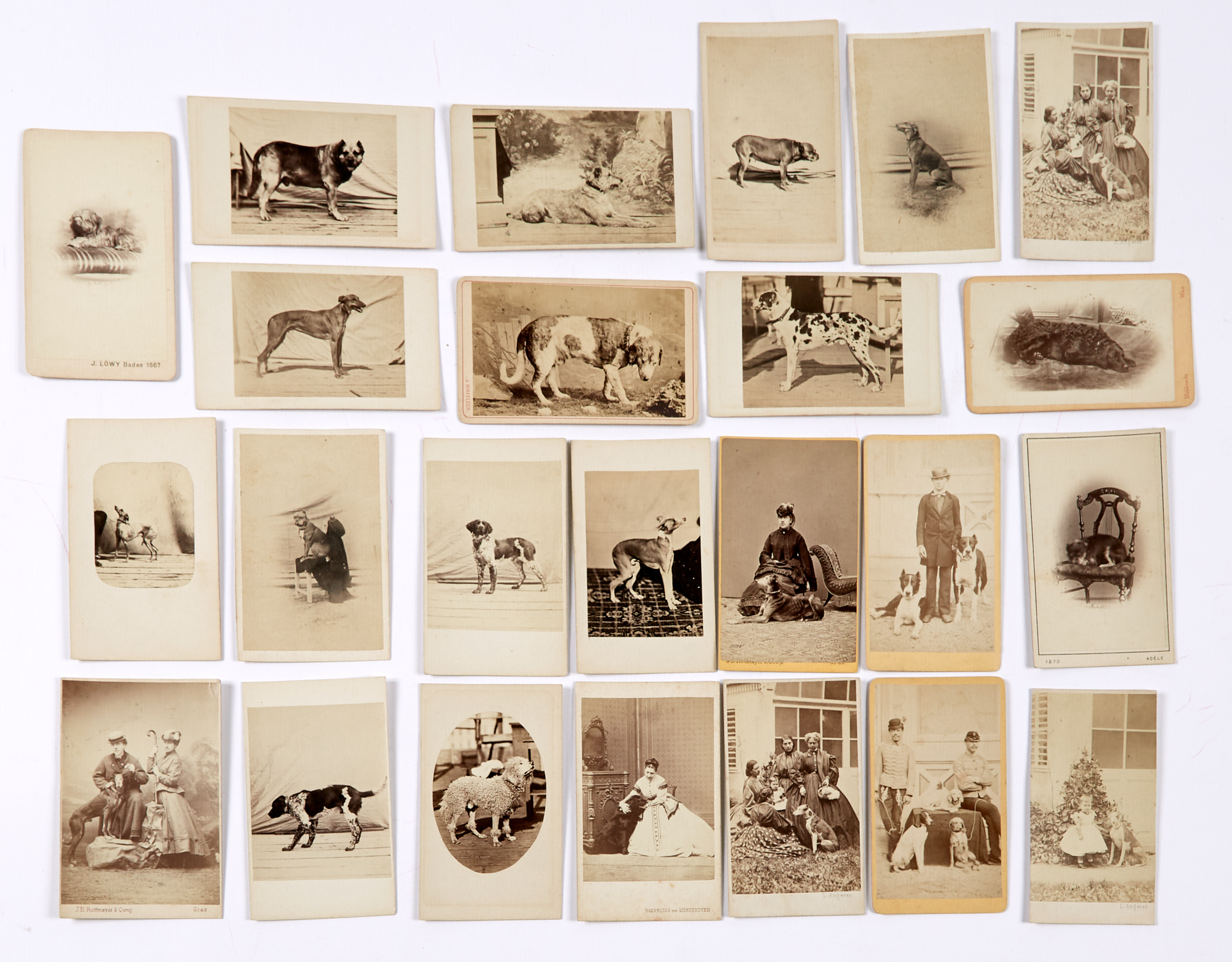Lot image - [VERNACULAR-ANIMAL CARTES DE VISITES]  Various Photographers. A selection of carte de visite dog portraits,