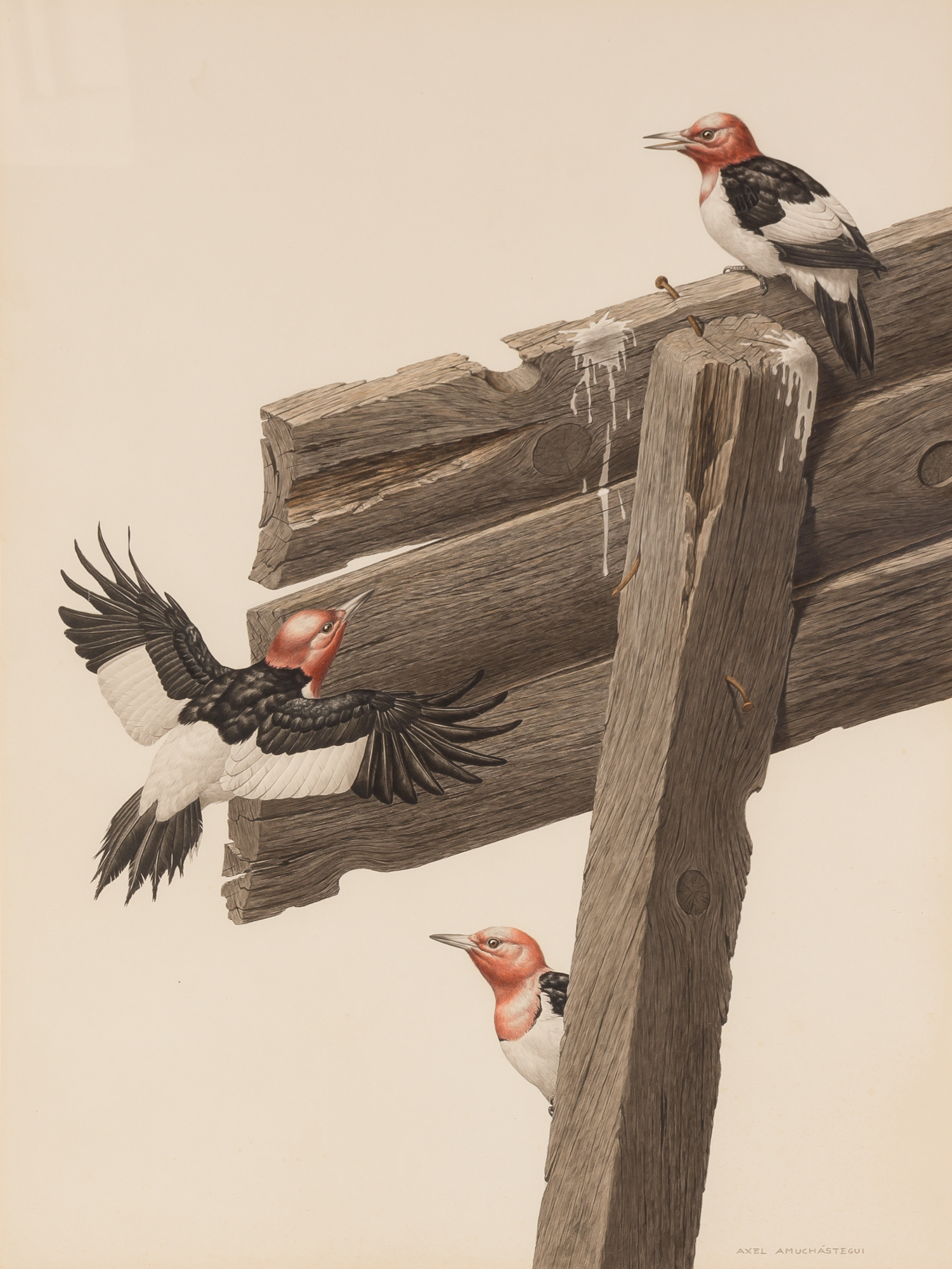 Lot image - Axel Amuchastegui