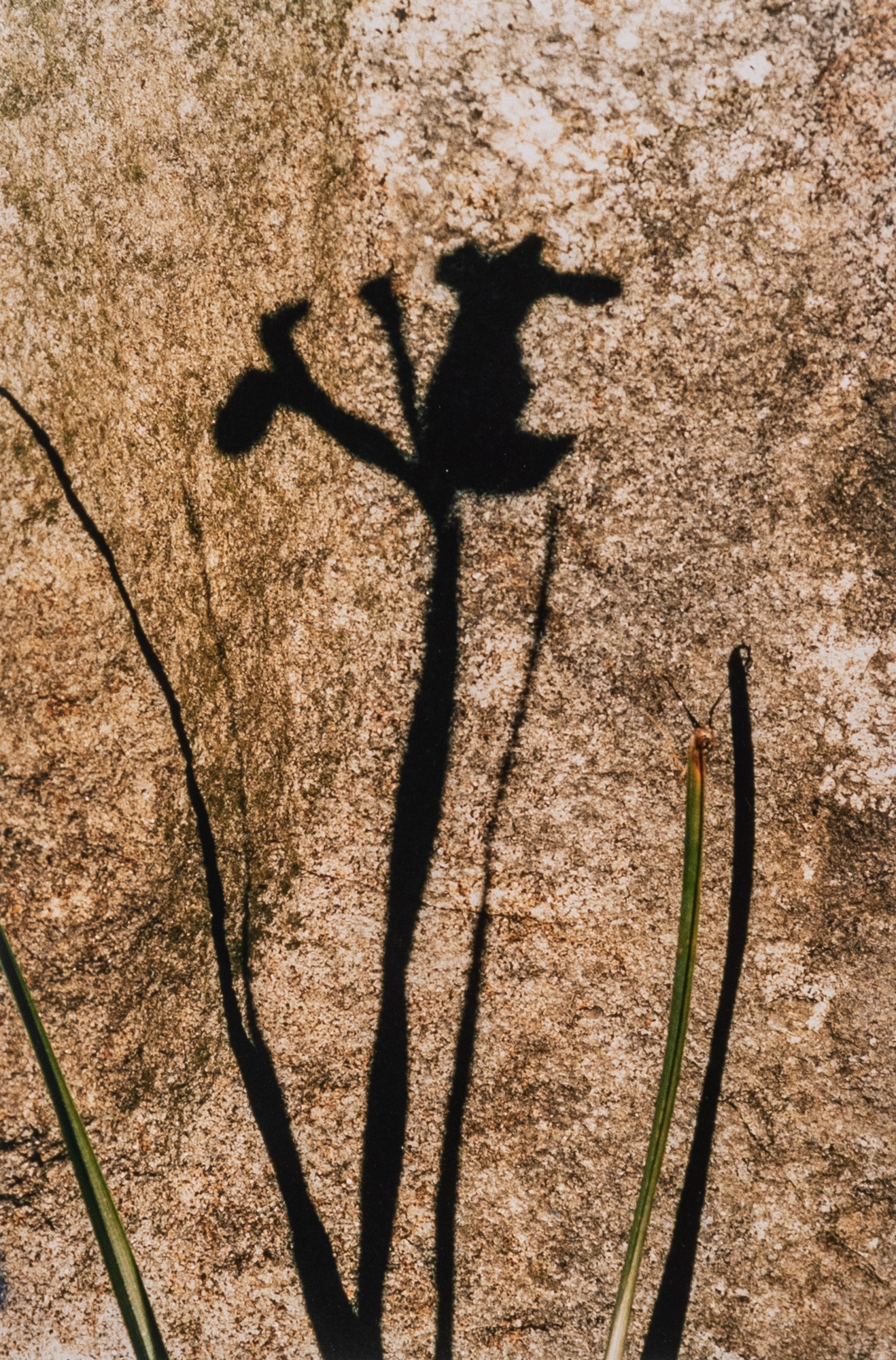 Lot image - LAUDER, EVELYN H. (1936-2011)  Two images.