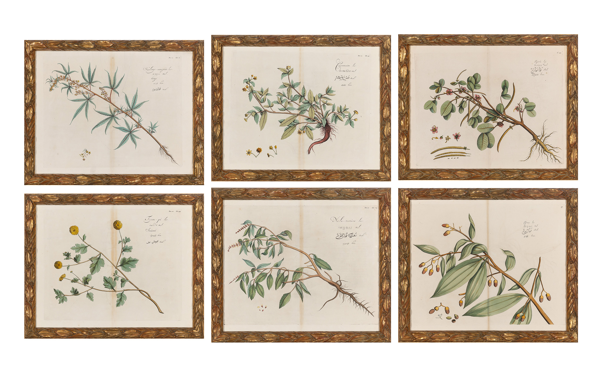 Lot image - Hendrick Adriaan van Rheede (1636-1691)  PLANT STUDIES]  Six hand-colored engravings after Draakenstein, from Hortus Indicus Malabaricus