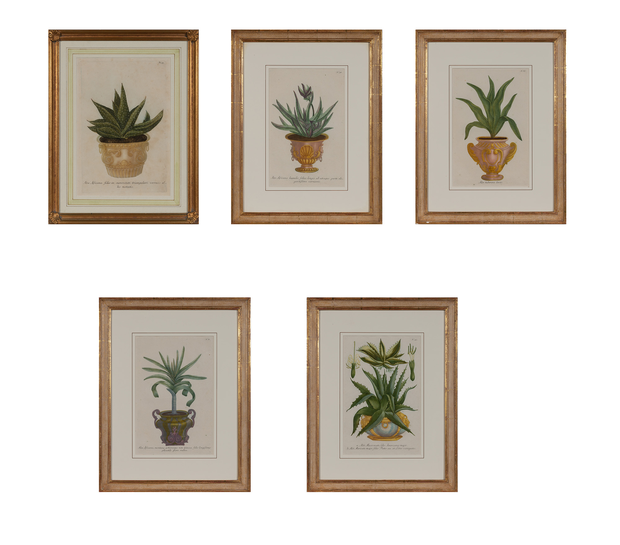 Lot image - After Johann Wilhelm Weinmann (1683-1741)