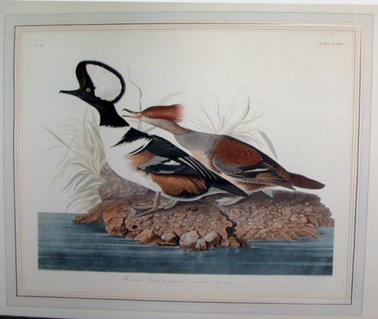 Lot image - After John James Audubon
