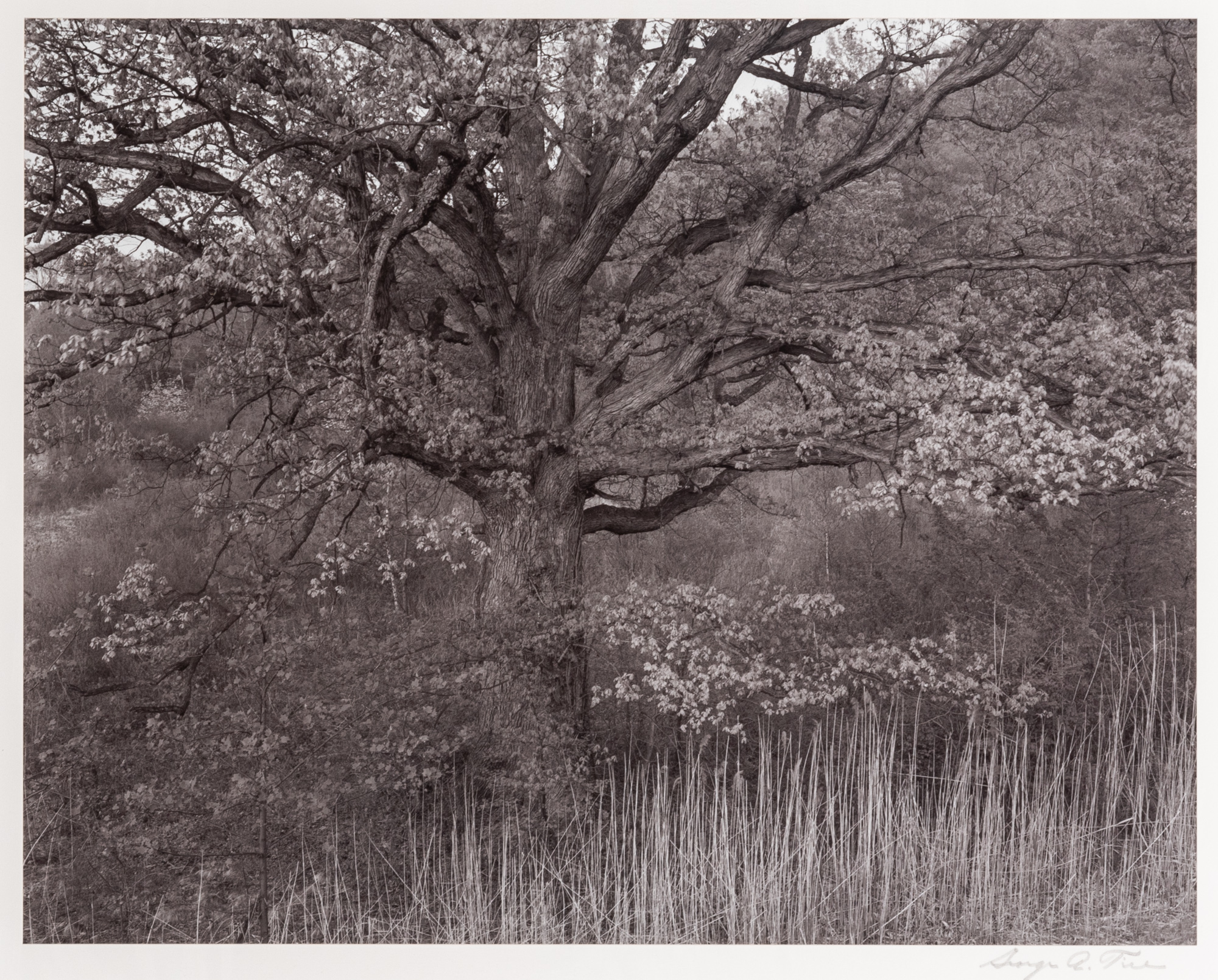 Lot image - TICE, GEORGE b. 1938  Oak Tree, Holmdel, New Jersey