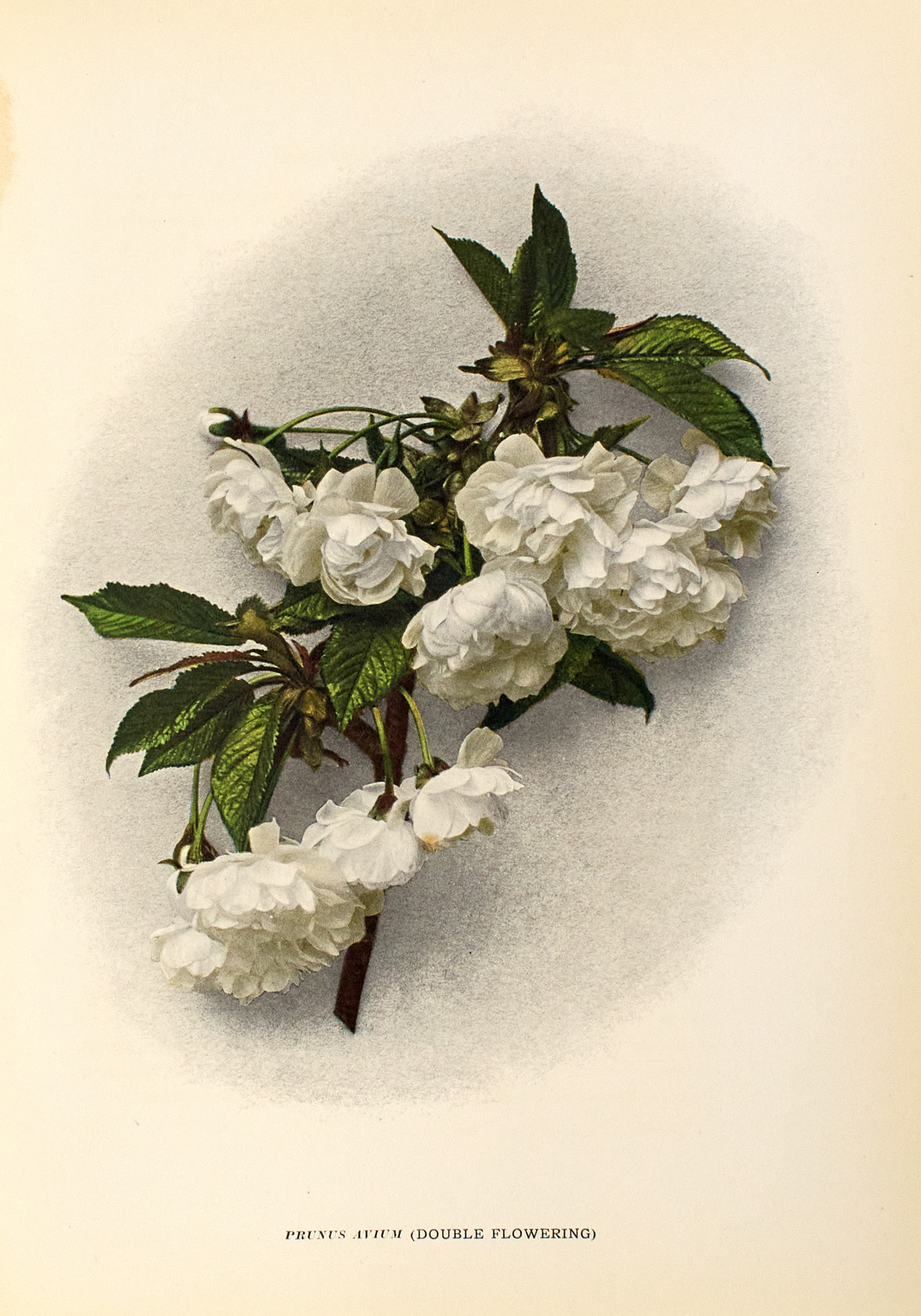 Lot image - [COLOR PLATE]  HEDRICK, U.P. The Pears [and:] Cherries [and:] Plums of New York.