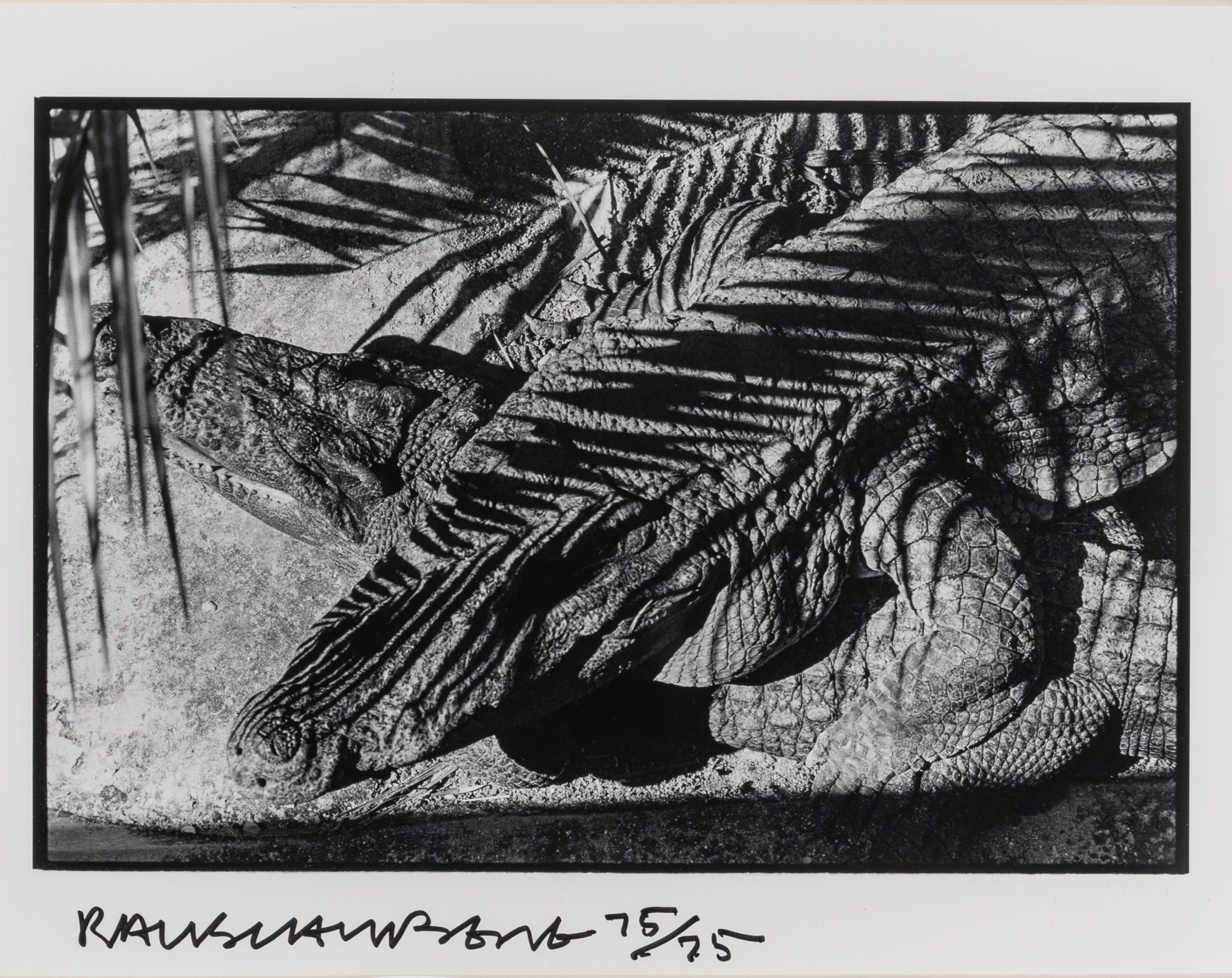 Lot image - RAUSCHENBERG, ROBERT (1925-2008)  Untitled [Alligator, Fort Myers],