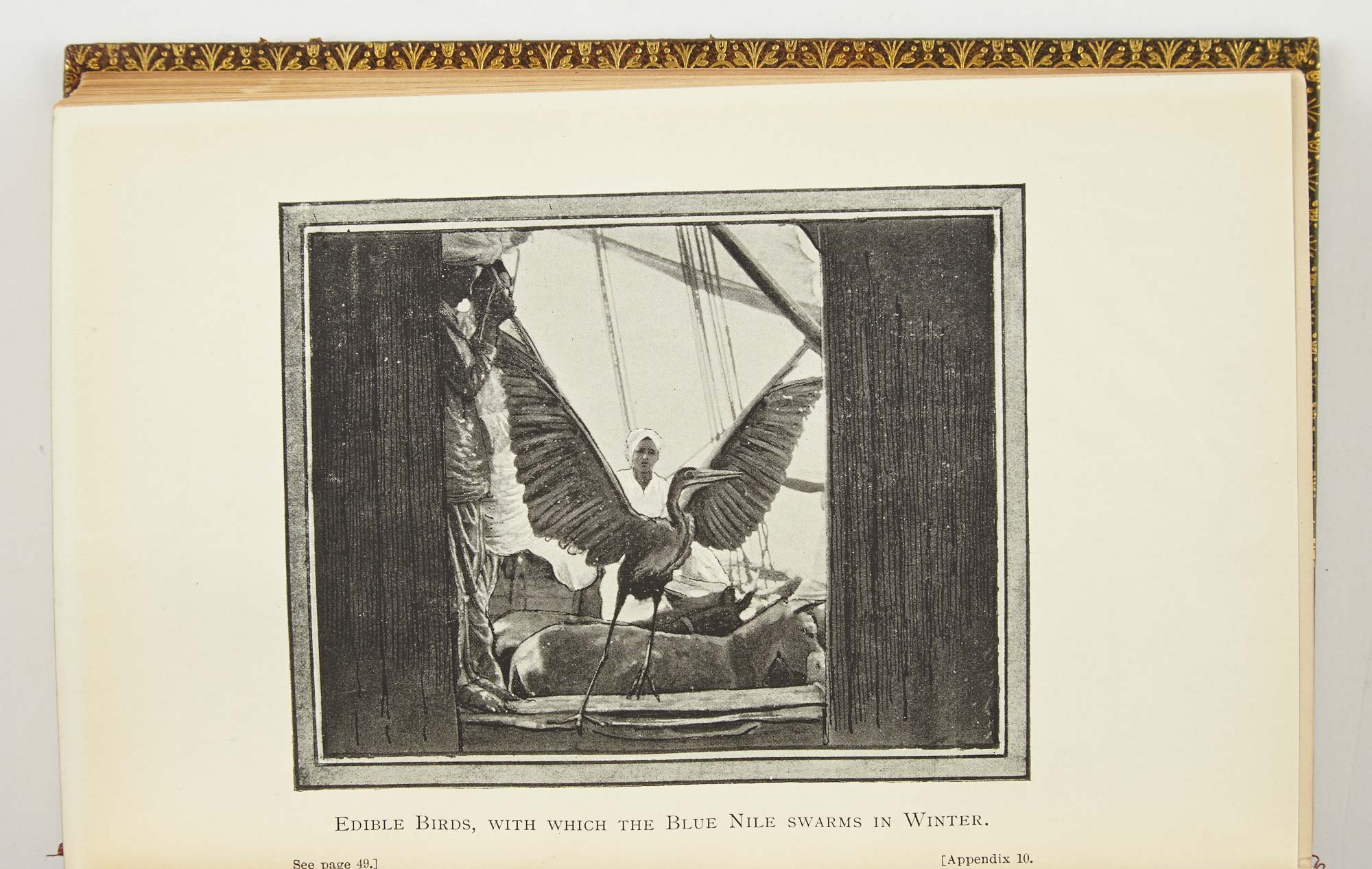 Lot image - JOHNSON, ISAAC CHARLES  Sport on the Blue Nile; or, Six Months of a Sportsmans Life in Central Africa.