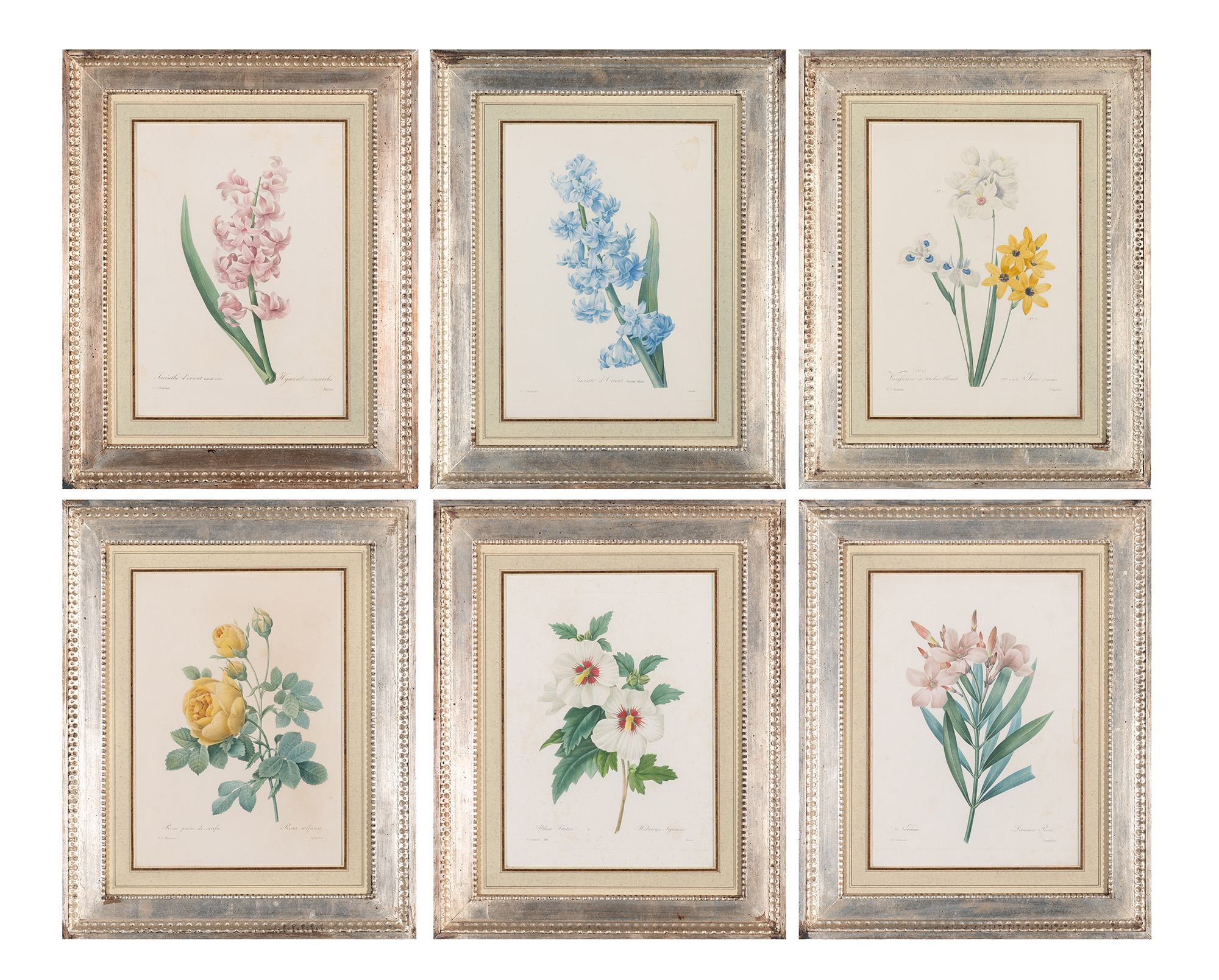 Lot image - After Pierre-Joseph Redouté (1759-1840)