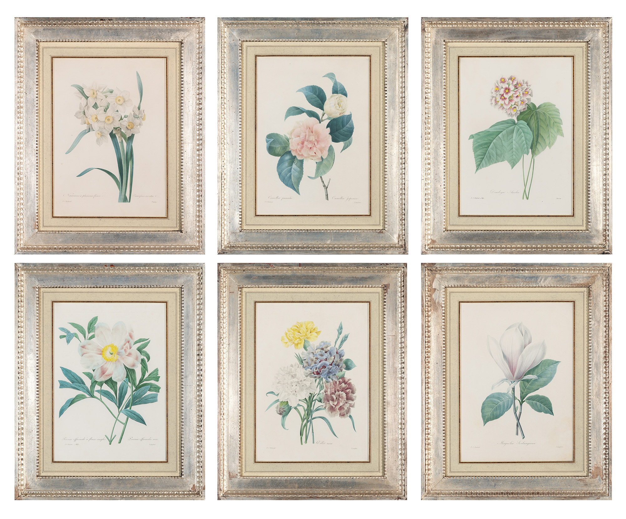 Lot image - After Pierre-Joseph Redouté (1759-1840)