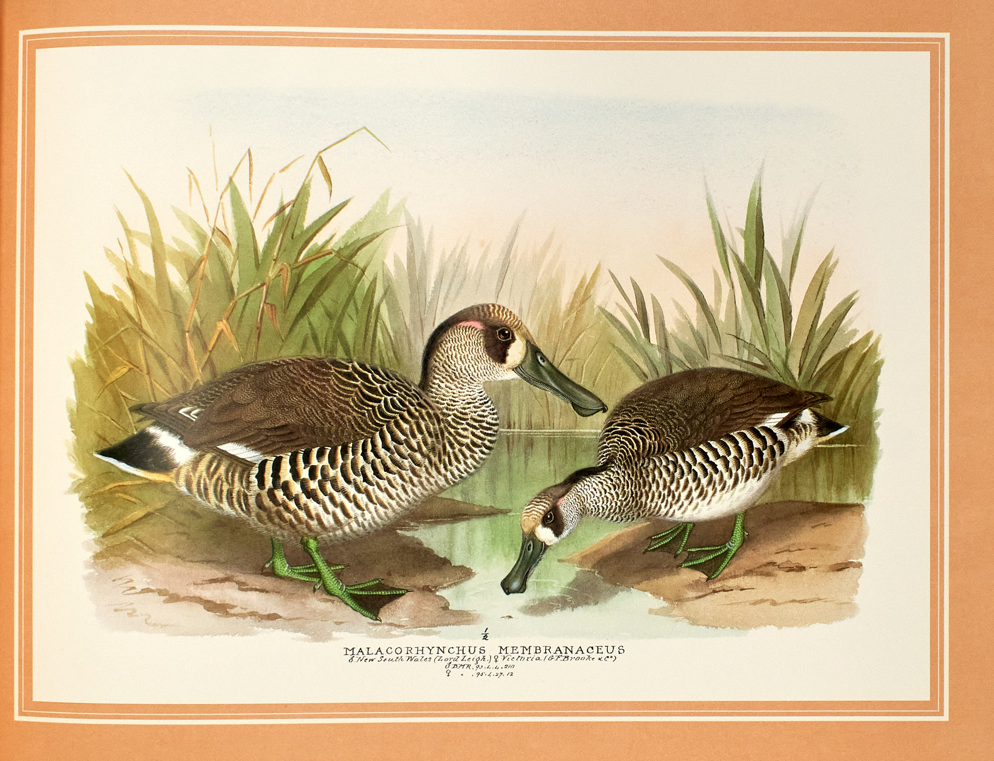 Lot image - [WILDFOWL ART]  JONES, HENRY and others.  The Wildfowl Paintings of Henry Jones.