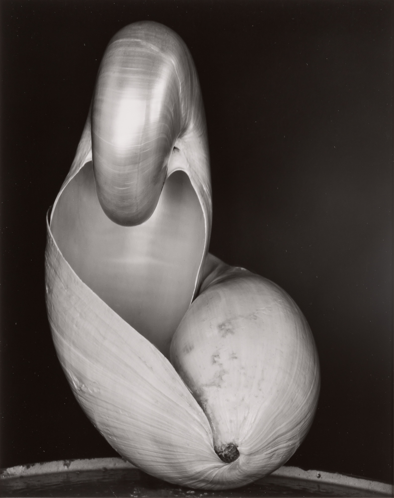 Lot image - WESTON, EDWARD (1886-1958)  Two Shells [Negative 14S],