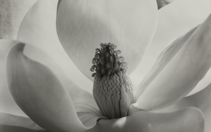 Image for story - Imogen Cunningham