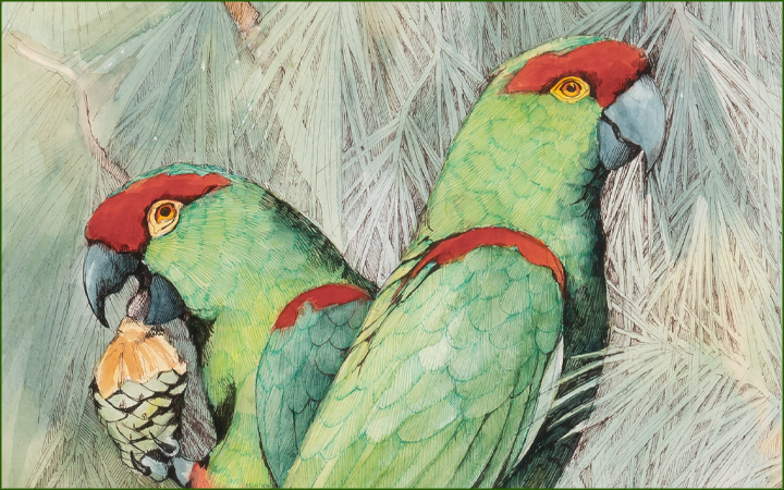 Emma Faull, Parrots 1989