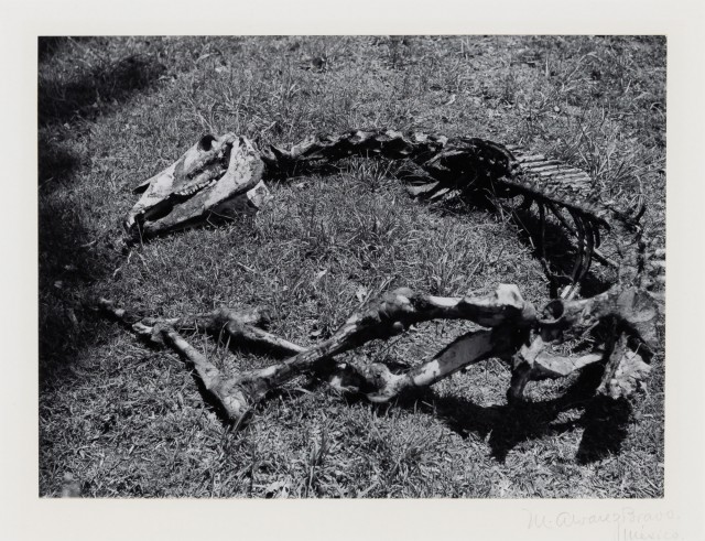 BRAVO, MANUEL ALVAREZ (1902-2002)  [Dead horse],