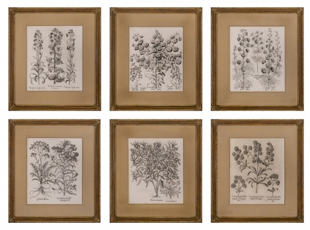 Basilius Besler (1561-1629)