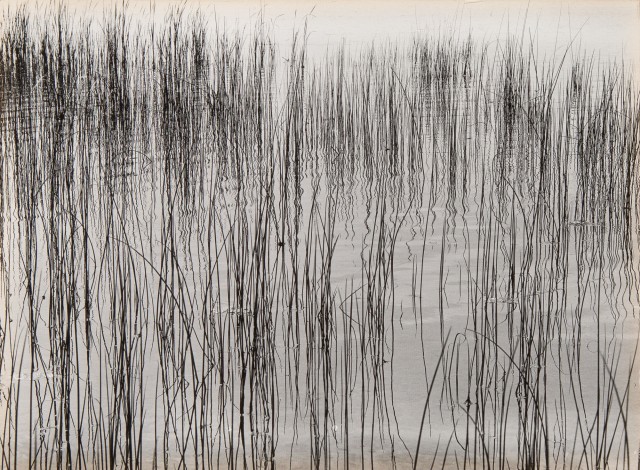 CALLAHAN, HARRY [1912-1999]  [Reeds, Detroit],