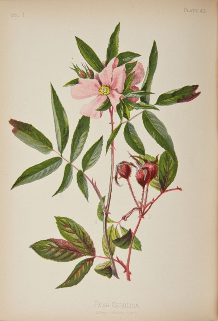 MEEHAN, THOMAS  The Native Flowers and Ferns of the United States in their Botanical, Horticultural, and Popular Aspects.