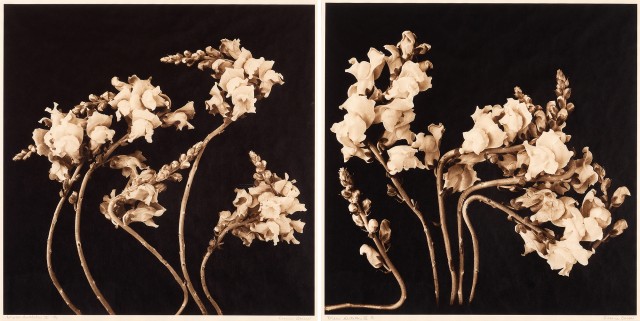 BARROW, REENIE (b. 1944)  Two photographs.