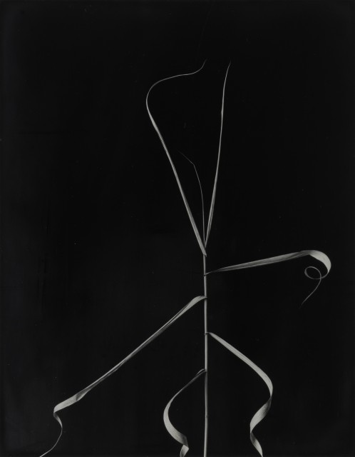 CALLAHAN, HARRY [1912-1999]  [Grass, Wisconsin],