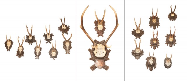 Group of Eighteen Antlers