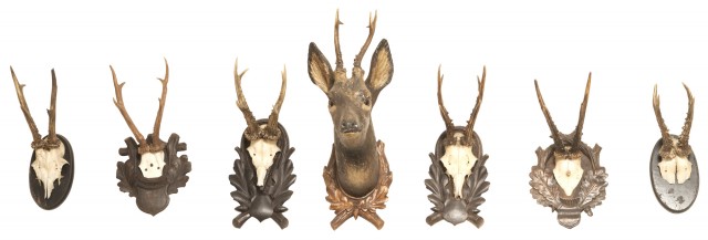 Group of Seven Antlers
