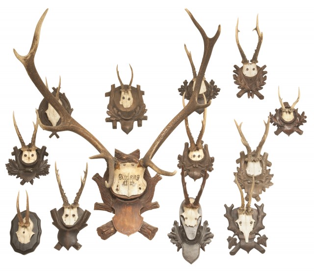 Group of Thirteen Antlers