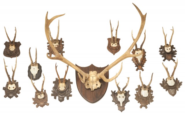 Group of Thirteen Antlers