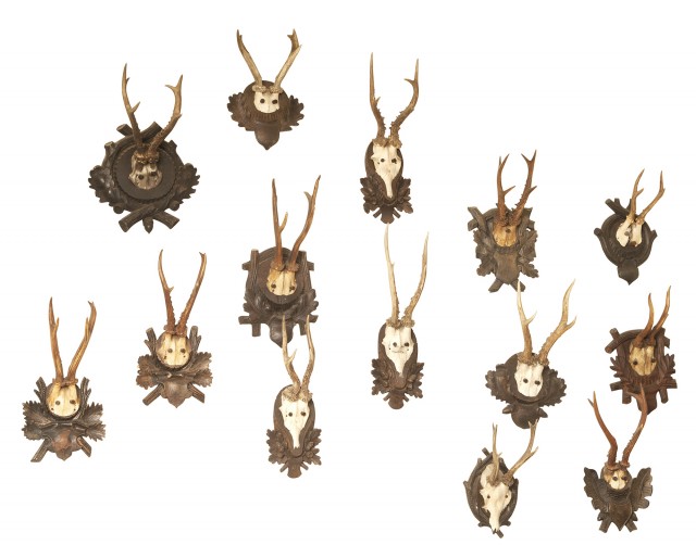 Group of Fourteen Antlers