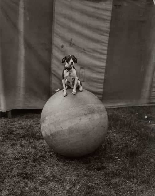 LEVENSON, RANDAL (b. 1946)  Two gelatin silver prints.