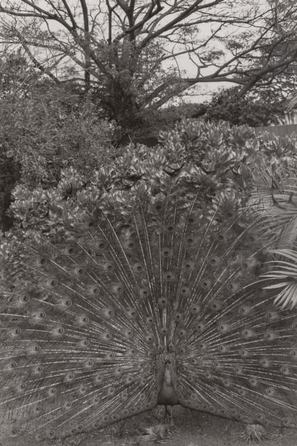 FRIEDLANDER, LEE (b. 1934)  Honolulu,