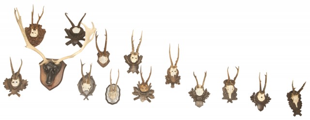 Group of Fourteen Antlers