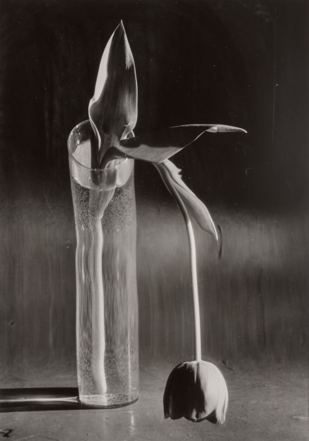 KERTÉSZ, ANDRÉ (1894-1985)  [Melancholic Tulip],