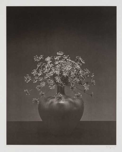MAPPLETHORPE, ROBERT (1946-1989)  Queen Anne's Lace in vase.