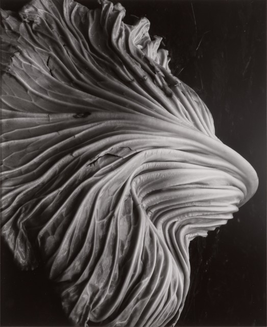 WESTON, EDWARD (1886-1958)  Cabbage Leaf [Negative 39V],