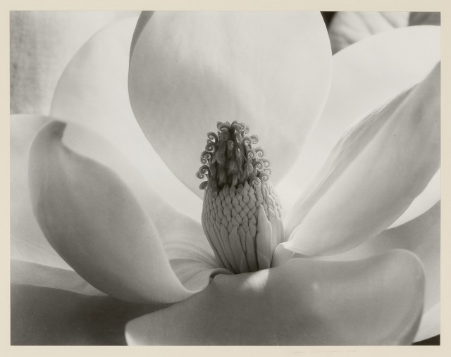 Imogen Cunningham, Magnolia Blossom, 1925, Gelatin silver print. Lot 86. Auction June 14.  