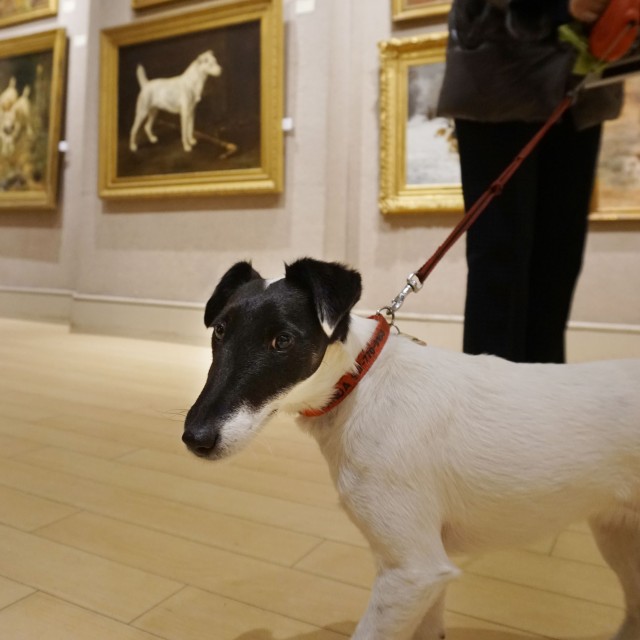 Panda, a Smooth Fox Terrier, surveys his breed paintings