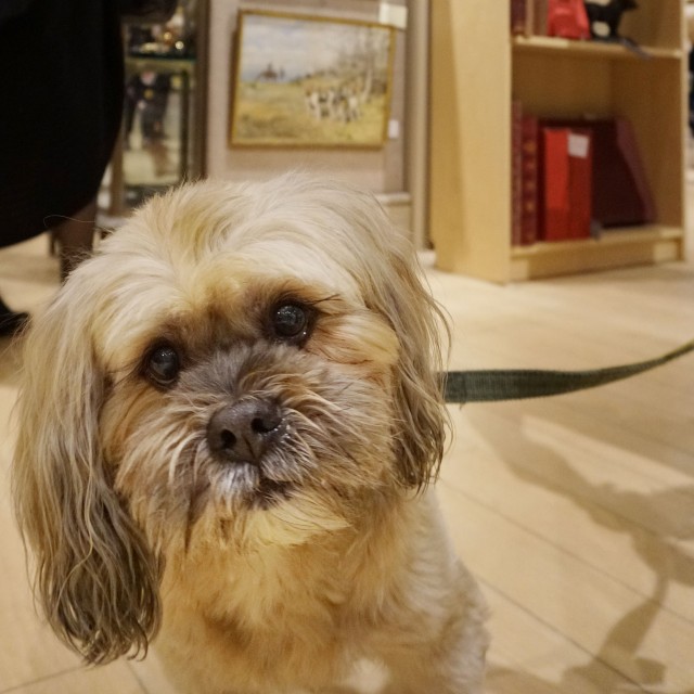 Dogs in Art event co-hosted with ARF